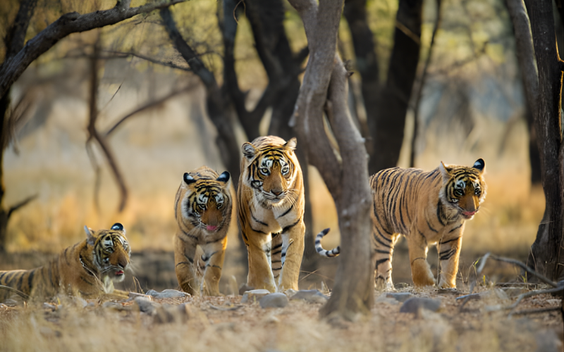 Jaipur to Ranthambhore – The Royal Road to the Wild